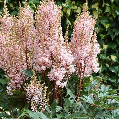 Astilbe 'Look at Me' (x arendsii)