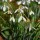  (16/09/2020) Galanthus plicatus 'Wendy's Gold' added by Shoot)