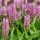  (17/09/2020) Eucomis 'Pink Gin' added by Shoot)