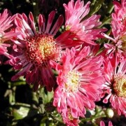  (17/09/2020) Chrysanthemum 'Syllabub' added by Shoot)