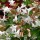  (22/09/2020) Abelia x grandiflora 'Prostrate White' added by Shoot)