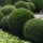  (24/09/2020) Taxus baccata (any shaped or topiary form) added by Shoot)