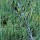  (28/09/2020) Salix acutifolia 'Blue Streak' added by Shoot)