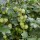  (05/10/2020) Ribes uva-crispa 'Tatjana' added by Shoot)