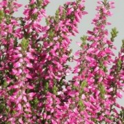  (06/10/2020) Calluna vulgaris 'Lilli' (Garden Girls Series) added by Shoot)