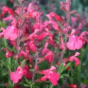  (06/10/2020) Salvia greggii 'Lipstick' added by Shoot)