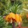  (07/10/2020) Fritillaria imperialis 'Striped Beauty' added by Shoot)
