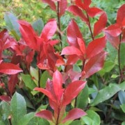 (07/10/2020) Photinia x fraseri 'Carre Rouge' added by Shoot)