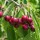  (12/10/2020) Prunus avium (any variety) added by Shoot)
