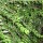  (20/10/2020) Lonicera ligustrina var. yunnanensis 'Hohenheimer Findling' added by Shoot)