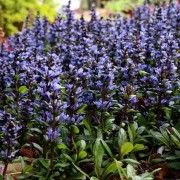  (20/10/2020) Ajuga reptans 'Blueberry Muffin' added by Shoot)