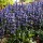  (20/10/2020) Ajuga reptans 'Blueberry Muffin' added by Shoot)