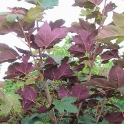  (26/10/2020) Acer pseudoplatanus f. purpureum added by Shoot)
