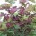  (26/10/2020) Acer pseudoplatanus f. purpureum added by Shoot)