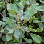  (26/10/2020) Salix aurita added by Shoot)