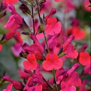 (27/10/2020) Salvia microphylla 'Wine and Roses' added by Shoot)