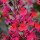  (27/10/2020) Salvia microphylla 'Wine and Roses' added by Shoot)