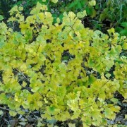  (02/11/2020) Ginkgo biloba 'Barabits Sztrada', shrub form  added by Shoot)
