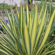 (03/11/2020) Yucca filamentosa 'Gold Heart' added by Shoot)