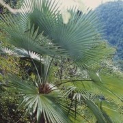  (04/11/2020) Trachycarpus princeps added by Shoot)