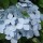  (06/11/2020) Hydrangea 'Blue Deckle' added by Shoot)