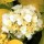  (06/11/2020) Hydrangea macrophylla 'Jofloma' added by Shoot)