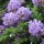  (09/11/2020) Wisteria frutescens 'Longwood Purple' added by Shoot)
