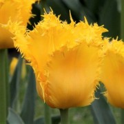  (09/11/2020) Tulipa 'Yellow Valery' added by Shoot)