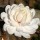  (09/11/2020) Magnolia x loebneri 'Wildcat' added by Shoot)