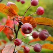  (20/11/2020) Malus 'Coccinella' added by Shoot)