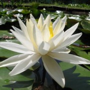  (23/11/2020) Nymphaea 'Hal Miller' added by Shoot)
