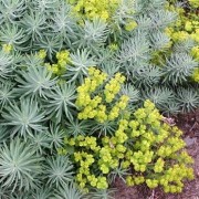  (23/11/2020) Euphorbia 'Copton Ash' added by Shoot)