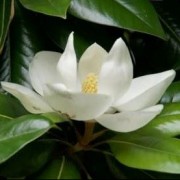  (23/11/2020) Magnolia grandiflora 'Ferruginea' added by Shoot)