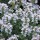 (25/11/2020) Thymus vulgaris 'Precompa' added by Shoot)