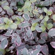  (25/11/2020) Pittosporum tenuifolium 'Victoria' added by Shoot)