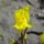  (25/11/2020) Utricularia vulgaris added by Shoot)