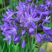  (01/12/2020) Agapanthus 'Star Quality' added by Shoot)