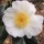  (01/12/2020) Camellia sasanqua 'Narcissiflora' added by Shoot)