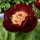  (01/12/2020) Paeonia 'Chocolate Soldier' added by Shoot)