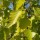  (02/12/2020) Betula pendula 'Golden Obelisk' added by Shoot)
