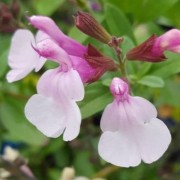  (03/12/2020) Salvia 'Mirage Soft Pink' (Mirage Series) added by Shoot)