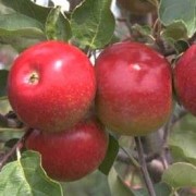 (07/12/2020) Malus domestica 'Redsleeves' added by Shoot)