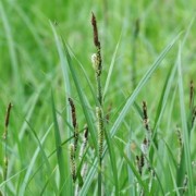  (08/12/2020) Carex acuta added by Shoot)