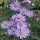  (08/12/2020) Symphyotrichum 'Prairie Purple' added by Shoot)