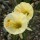Narcissus bulbocodium subsp. romieuxii Added by Nicola