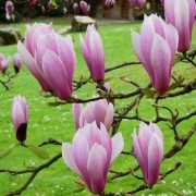  (18/12/2020) Magnolia x soulangeana 'Andre Leroy' added by Shoot)