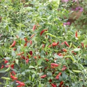  (07/01/2021) Capsicum annuum 'Pikito' added by Shoot)