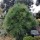  (07/01/2021) Pinus jeffreyi 'Joppi' added by Shoot)