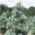  (07/01/2021) Pinus flexilis 'Cesarini Blue' added by Shoot)