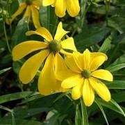  (09/01/2021) Rudbeckia laciniata 'Juligold' added by Shoot)